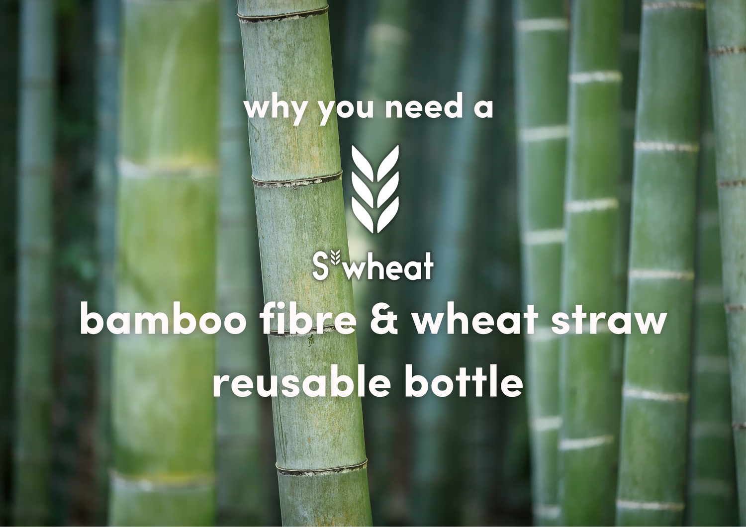bamboo water bottle wheat straw bottle s'wheat eco reusable bottles