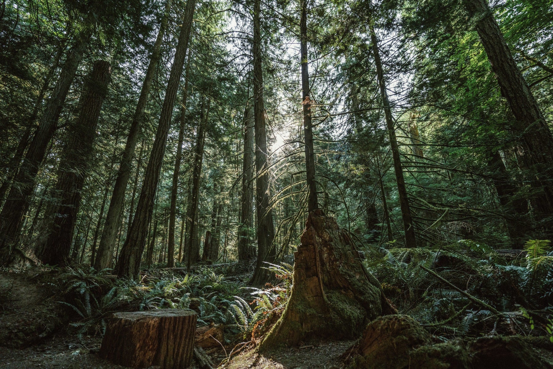tree forest with sun shining represents the social impact these reusable bottle have