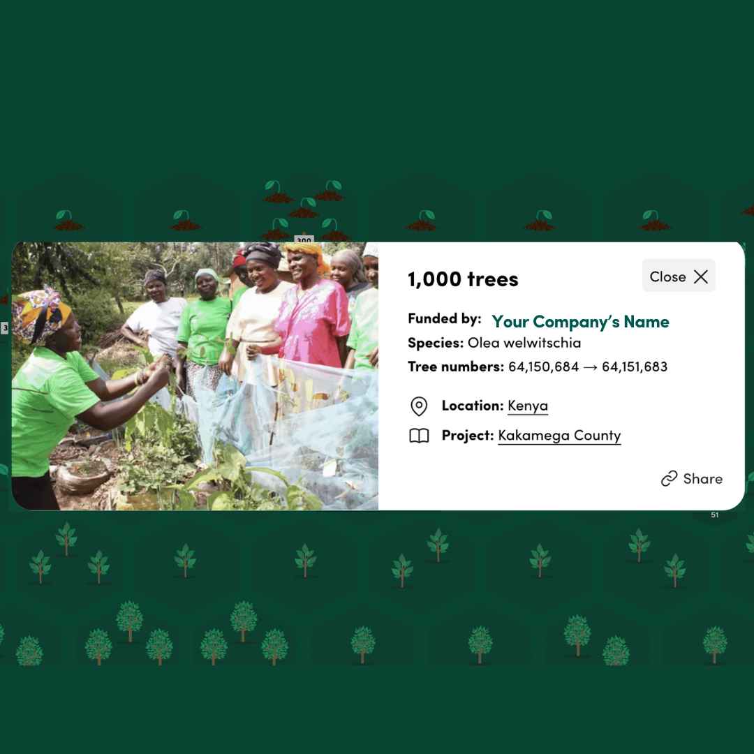 Example of tree planting project